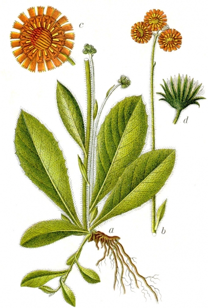 Pflanzenbild gross Orangerotes Habichtskraut - Hieracium aurantiacum