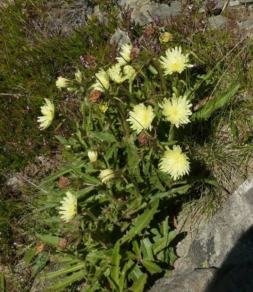 Pflanzenbild gross Weissliches Habichtskraut - Hieracium intybaceum