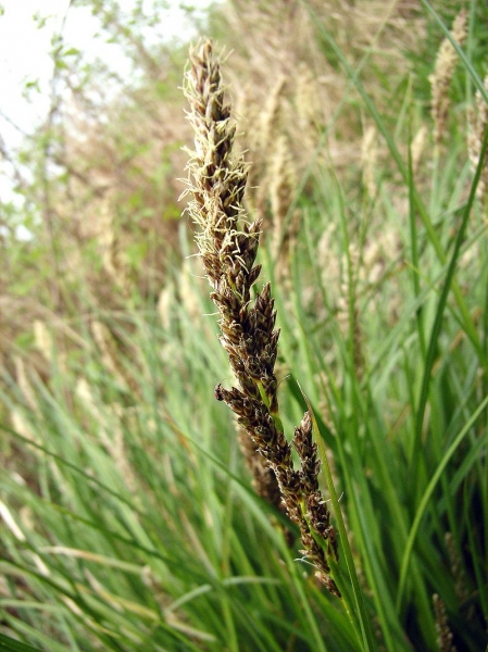 Pflanzenbild gross Rispen-Segge - Carex paniculata