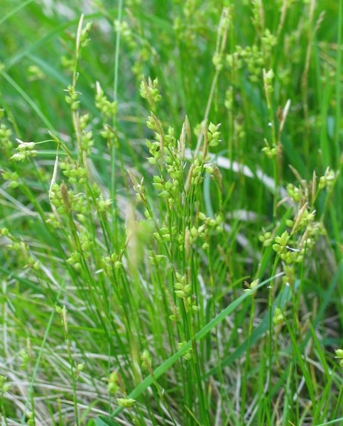 Pflanzenbild gross Weisse Segge - Carex alba