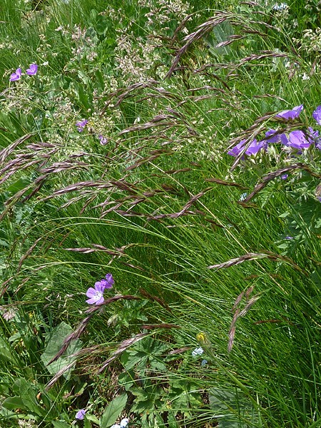 Pflanzenbild gross Violetter Schwingel - Festuca violacea aggr.
