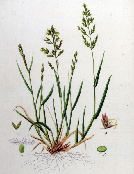 Pflanzenbild gross Platthalm-Rispengras - Poa compressa