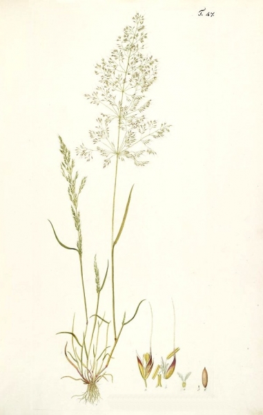 Pflanzenbild gross Acker-Windhalm - Apera spica-venti
