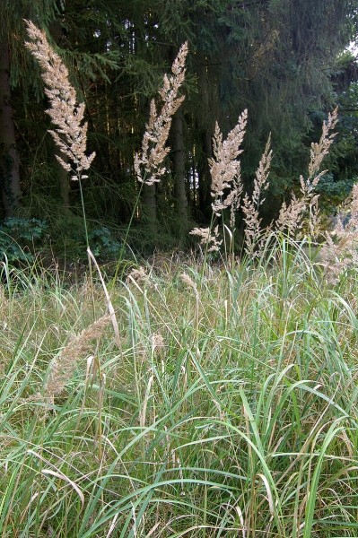 Pflanzenbild gross Land-Reitgras - Calamagrostis epigejos