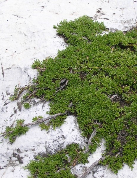 Pflanzenbild gross Quendelblättrige Weide - Salix serpillifolia