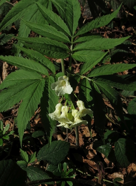 Pflanzenbild gross Kitaibels Zahnwurz - Cardamine kitaibelii