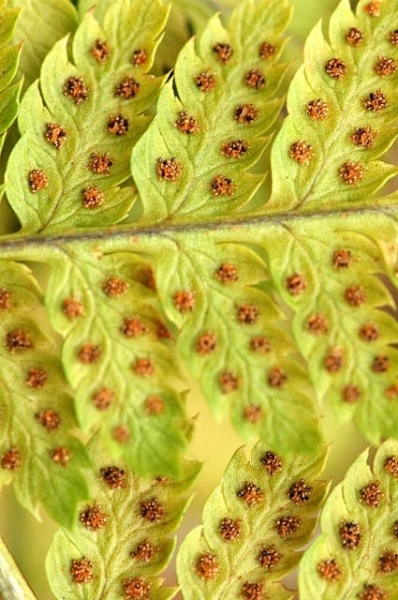 Pflanzenbild gross Dorniger Wurmfarn - Dryopteris carthusiana