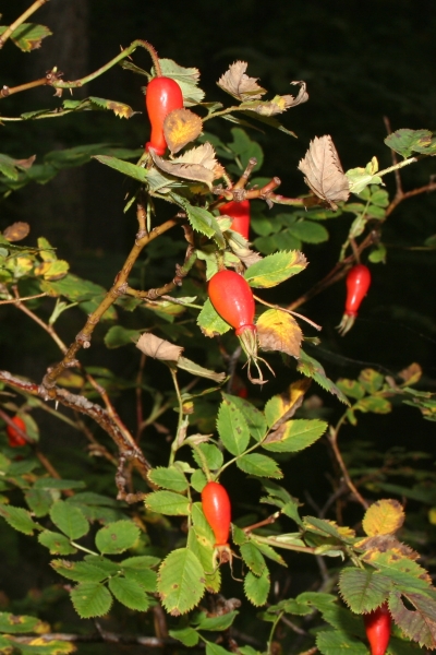 Pflanzenbild gross Alpen-Hagrose - Rosa pendulina