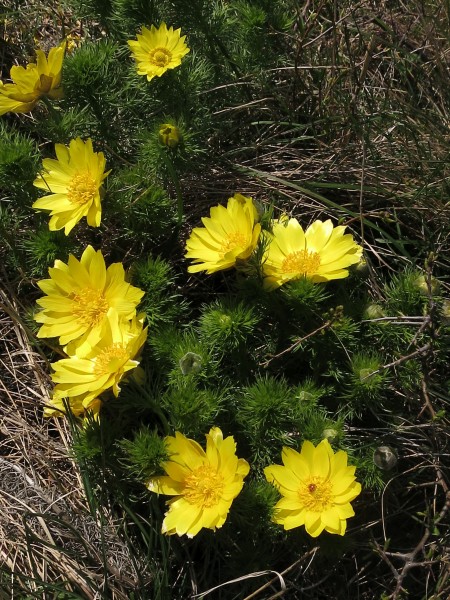 Pflanzenbild gross Frühlings-Adonis - Adonis vernalis