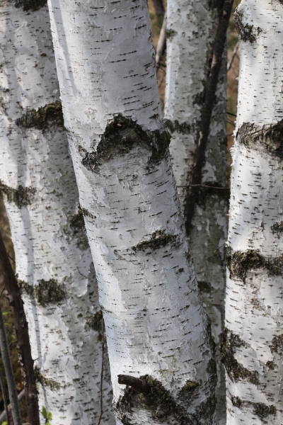 Pflanzenbild gross Moor-Birke - Betula pubescens