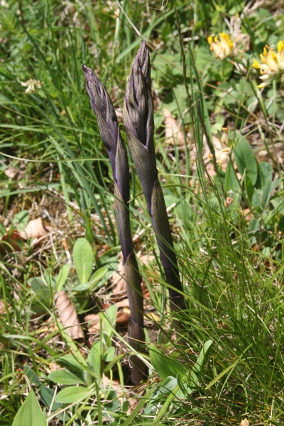 Pflanzenbild gross Dingel - Limodorum abortivum