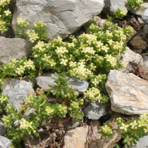 Pflanzenbild gross Schweizer Labkraut - Galium megalospermum
