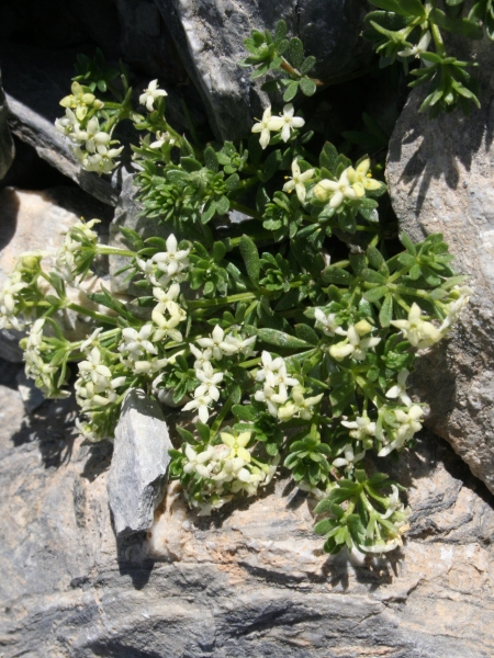 Pflanzenbild gross Schweizer Labkraut - Galium megalospermum