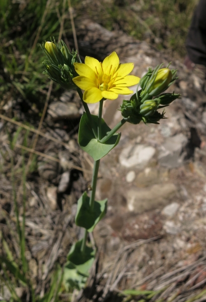 Pflanzenbild gross Durchwachsener Bitterling - Blackstonia perfoliata