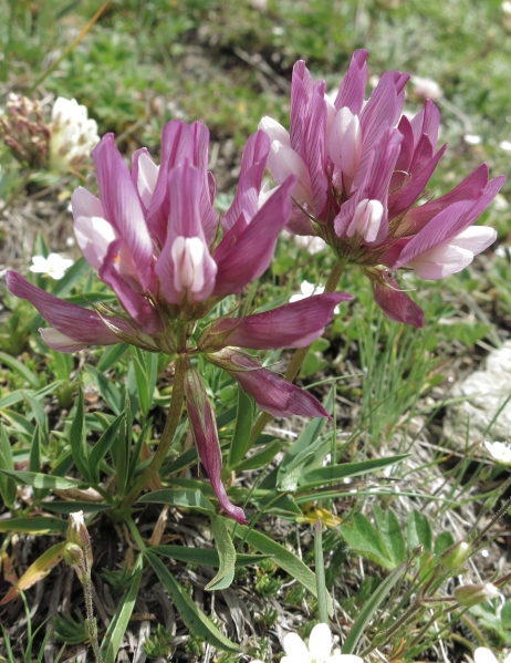 Pflanzenbild gross Alpen-Klee - Trifolium alpinum