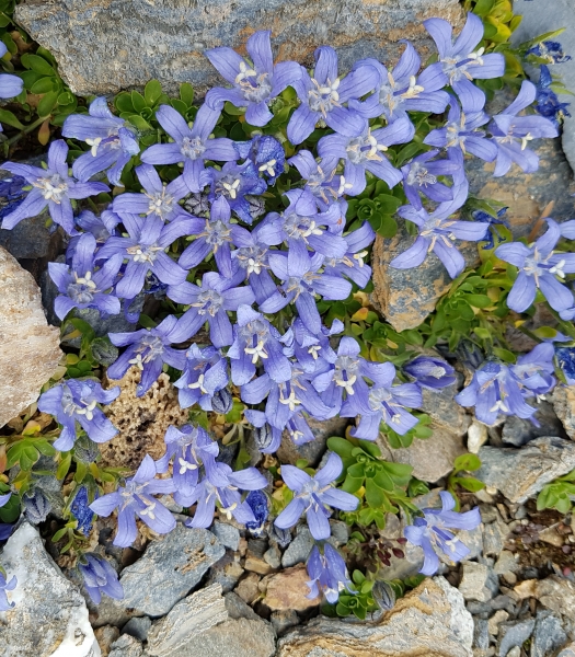 Pflanzenbild gross Mont Cenis-Glockenblume - Campanula cenisia