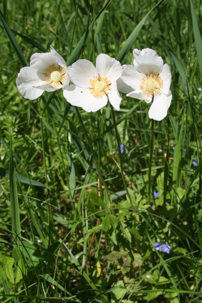 Pflanzenbild gross Hügel-Windröschen - Anemone sylvestris