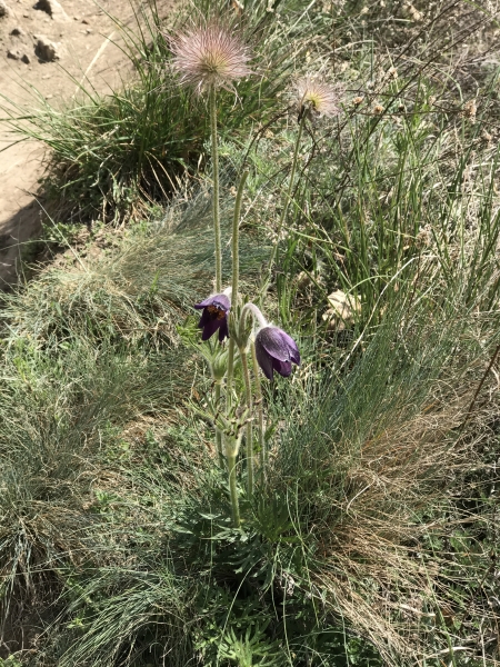 Pflanzenbild gross Berg-Anemone - Pulsatilla montana