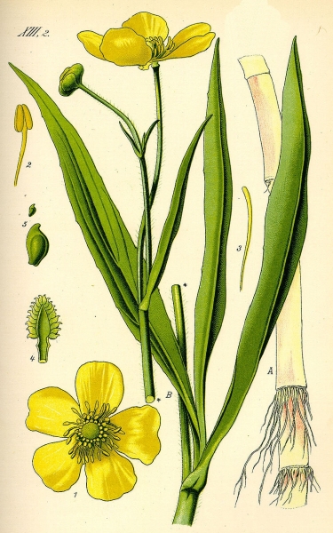 Pflanzenbild gross Grosser Sumpf-Hahnenfuss - Ranunculus lingua