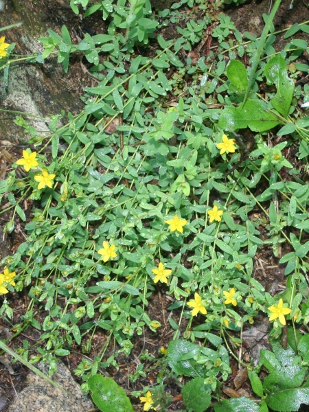 Pflanzenbild gross Niederliegendes Johanniskraut - Hypericum humifusum