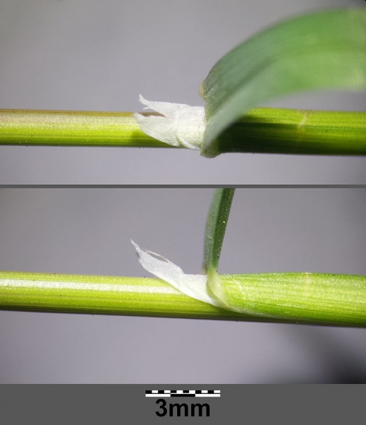 Pflanzenbild gross Knolliges Rispengras - Poa bulbosa