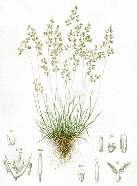Pflanzenbild gross Alpen-Straussgras - Agrostis alpina