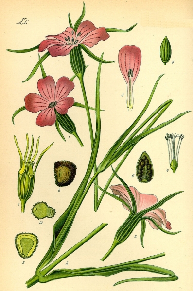 Pflanzenbild gross Kornrade - Agrostemma githago