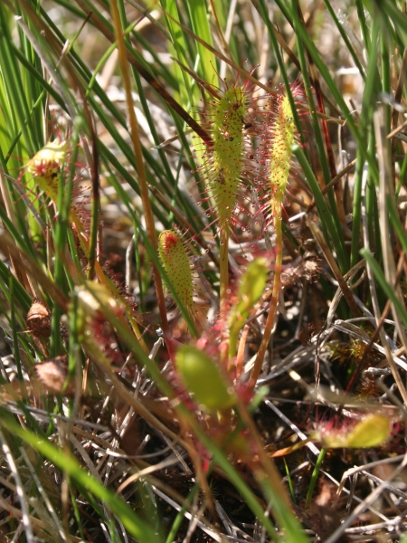 Pflanzenbild gross Langblättriger Sonnentau - Drosera anglica