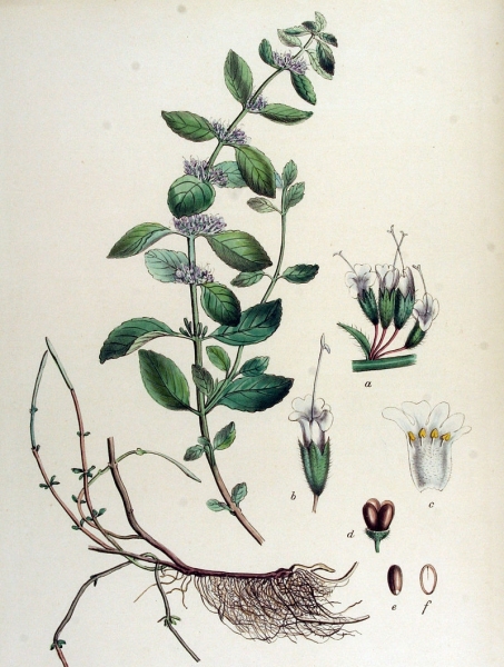 Pflanzenbild gross Acker-Minze - Mentha arvensis