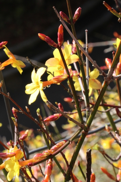 Pflanzenbild gross Winter-Jasmin - Jasminum nudiflorum