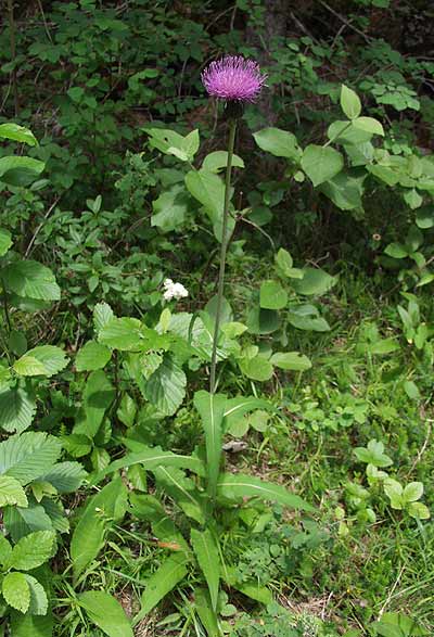 Pflanzenbild gross Verschiedenblättrige Kratzdistel - Cirsium helenioides