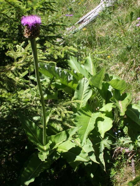 Pflanzenbild gross Alpen-Bergscharte - Stemmacantha rhapontica