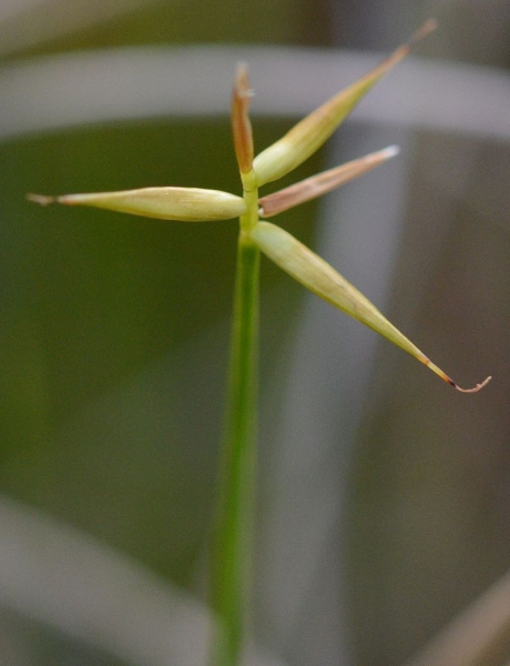 Pflanzenbild gross Wenigblütige Segge - Carex pauciflora