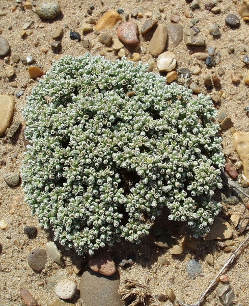 Pflanzenbild gross Ausdauernder Knäuel - Scleranthus perennis
