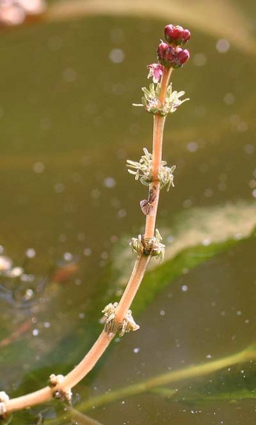 Pflanzenbild gross Ähriges Tausendblatt - Myriophyllum spicatum