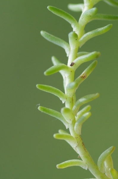 Pflanzenbild gross Milder Mauerpfeffer - Sedum sexangulare