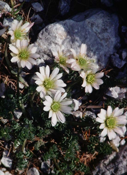 Pflanzenbild gross Rautenblättrige Schmuckblume - Callianthemum coriandrifolium