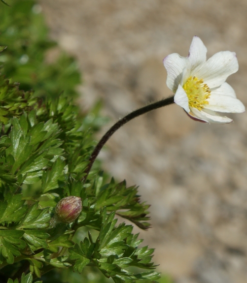Pflanzenbild gross Monte Baldo-Windröschen - Anemone baldensis