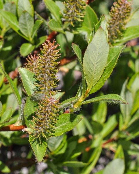 Pflanzenbild gross Stink-Weide - Salix foetida