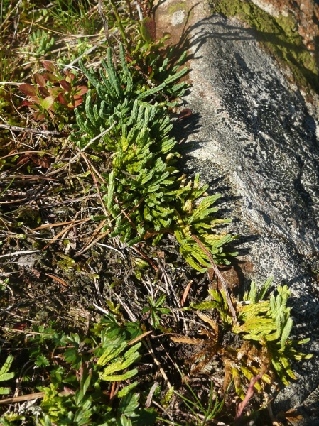 Pflanzenbild gross Alpen-Flachbärlapp - Diphasiastrum alpinum
