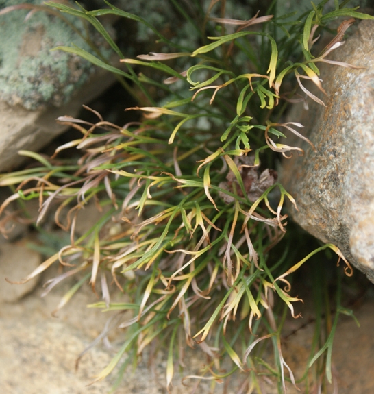 Pflanzenbild gross Nordischer Streifenfarn - Asplenium septentrionale