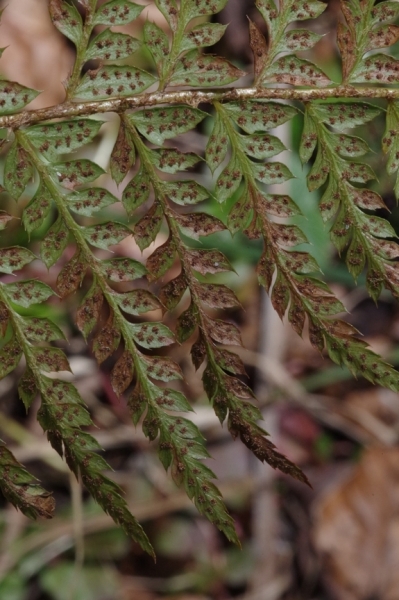 Pflanzenbild gross Gelappter Schildfarn - Polystichum aculeatum