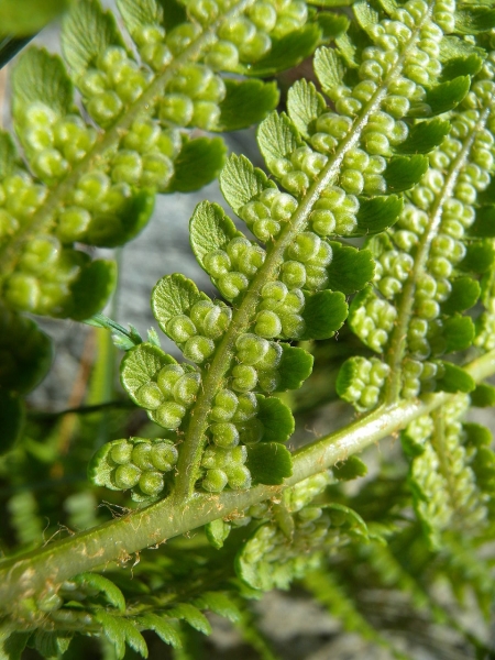 Pflanzenbild gross Echter Wurmfarn - Dryopteris filix-mas