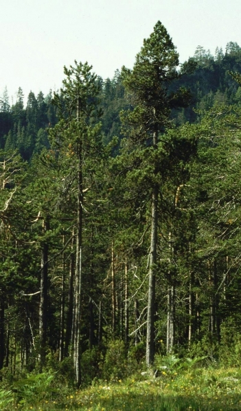 Pflanzenbild gross Aufrechte Berg-Föhre - Pinus mugo subsp. uncinata