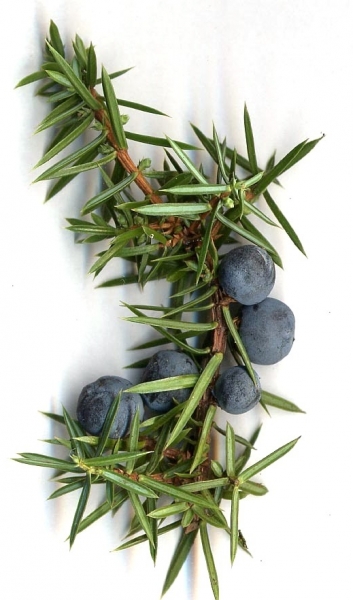 Pflanzenbild gross Gewöhnlicher Wacholder - Juniperus communis subsp. communis