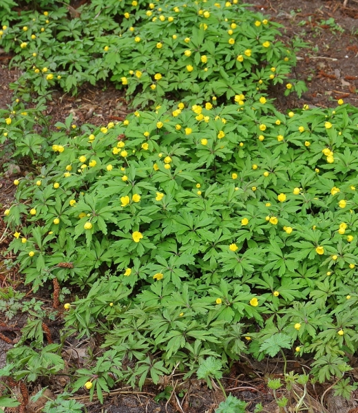 Pflanzenbild gross Gelbes Windröschen - Anemone ranunculoides