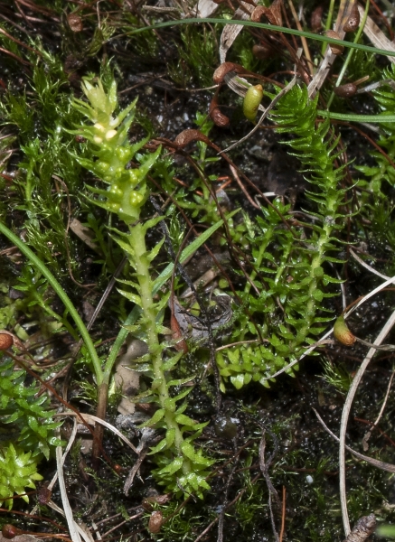 Pflanzenbild gross Dorniger Moosfarn - Selaginella selaginoides