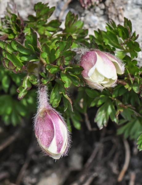 Pflanzenbild gross Monte Baldo-Windröschen - Anemone baldensis