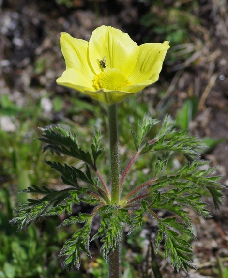 Pflanzenbild gross Schwefel-Anemone - Pulsatilla alpina subsp. apiifolia
