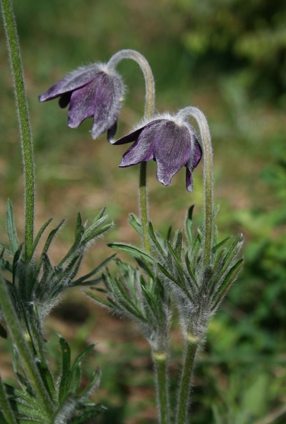 Pflanzenbild gross Berg-Anemone - Pulsatilla montana